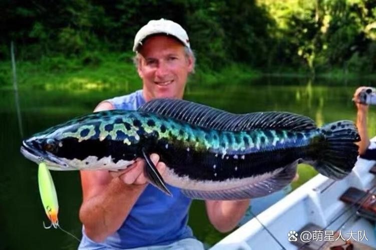 什么雷龍魚長最大 什么雷龍魚長最大 龍魚百科 第4張