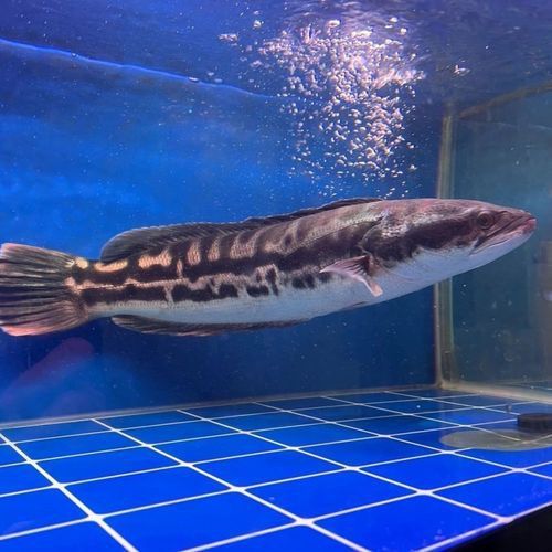 什么雷龍魚長最大 什么雷龍魚長最大 龍魚百科 第7張