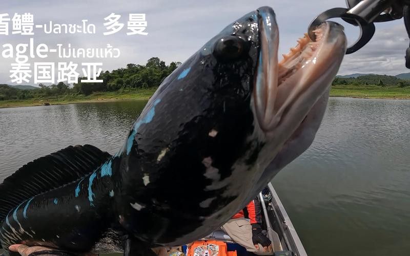 什么雷龍魚長最大 什么雷龍魚長最大 龍魚百科 第5張