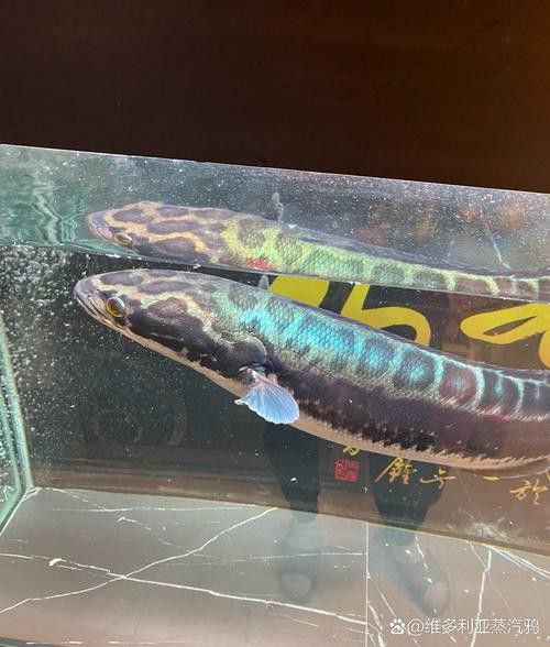 什么雷龍魚長最大 什么雷龍魚長最大 龍魚百科 第6張