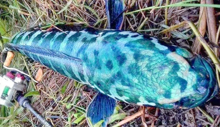 什么雷龍魚長最大 什么雷龍魚長最大 龍魚百科 第8張