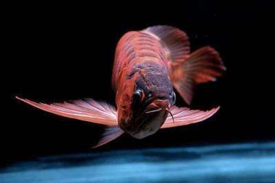 龍魚燈色溫越高越好么為什么：龍魚養殖中如何選擇燈光