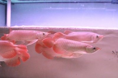 龍魚跟什么魚一起養不打架，與龍魚一起飼養的魚類 龍魚跟什么魚一起養不打架，與龍魚一起飼養的魚類 龍魚百科 第5張