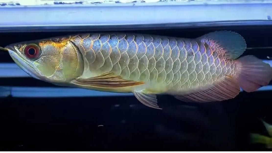 金龍魚怎么區分底色