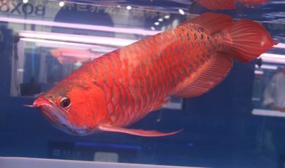 印尼紅龍魚多少錢一條合適養殖:印尼紅龍魚價格 龍魚百科 第1張 印尼紅龍魚多少錢一條合適養殖:印尼紅龍魚價格 印尼紅龍魚多少錢一條合適養殖:印尼紅龍魚價格 龍魚百科 第1張