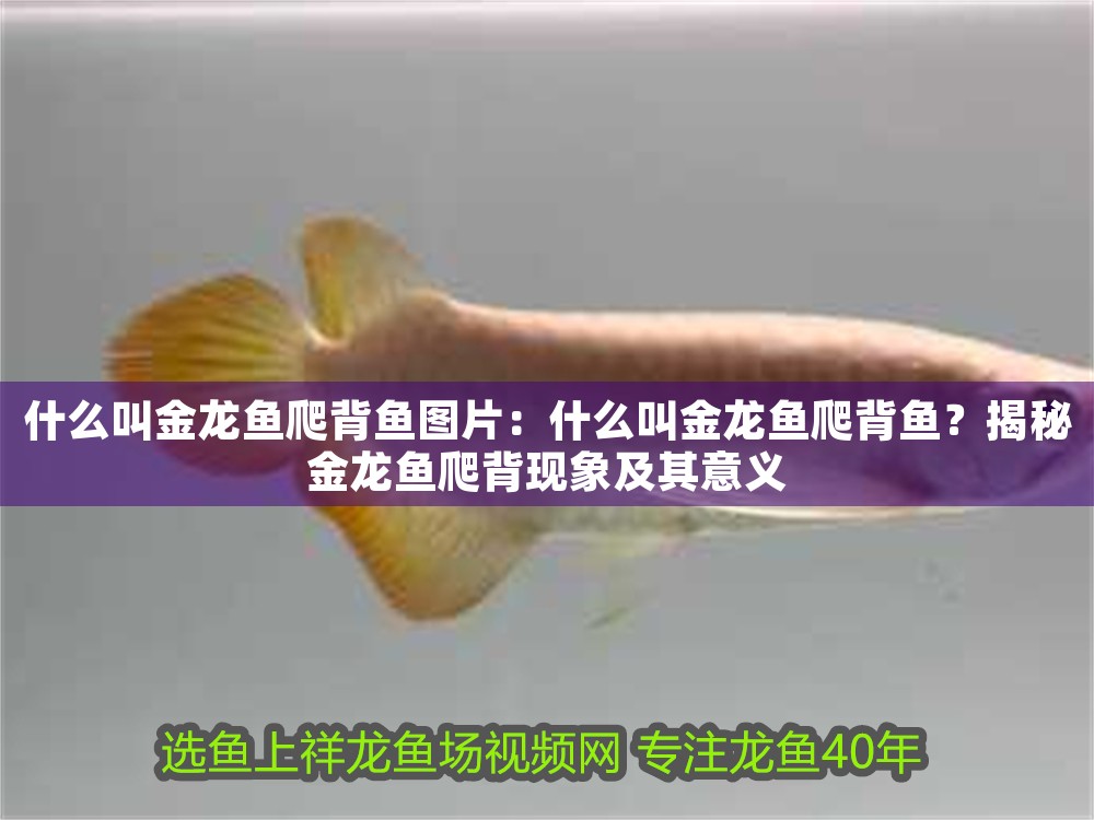 什么叫金龍魚爬背魚圖片：什么叫金龍魚爬背魚？揭秘金龍魚爬背現(xiàn)象及其意義 什么叫金龍魚爬背魚圖片：什么叫金龍魚爬背魚？揭秘金龍魚爬背現(xiàn)象及其意義 龍魚百科 第1張