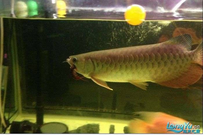 蜈蚣對龍魚有哪些具體好處？