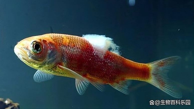龍魚吐綠色絮狀物怎么辦 龍魚吐綠色絮狀物怎么辦 龍魚百科 第9張