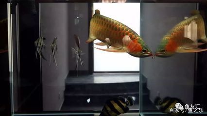 龍魚主食：龍魚的主食應(yīng)包括動物性飼料和營養(yǎng)均衡飲食方案