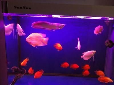 養龍魚一個月電費（養龍魚一個月電費是多少）