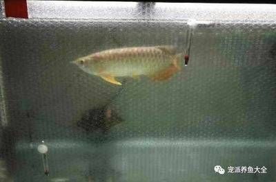 養龍魚一個月電費（養龍魚一個月電費是多少）