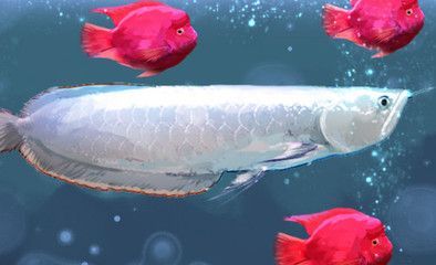 龍魚咬人需要破傷風嗎怎么治療：被龍魚咬傷后需要注射破傷風抗毒素嗎怎么治療龍魚 龍魚咬人需要破傷風嗎怎么治療：被龍魚咬傷后需要注射破傷風抗毒素嗎怎么治療龍魚 龍魚百科 第3張