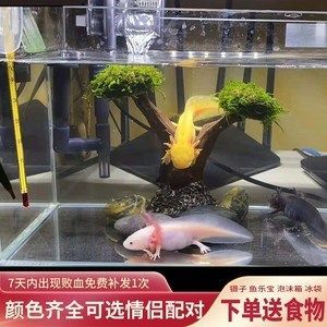 六角恐龍魚配對前的反應（六角恐龍魚在配對前會有一些特定的行為和生理變化）