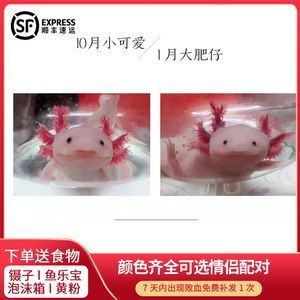 六角恐龍魚配對前的反應（六角恐龍魚在配對前會有一些特定的行為和生理變化）