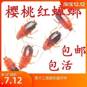 紅龍魚最喜歡吃什么東西（紅龍魚吃什么最好）