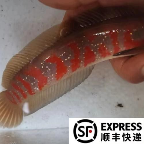 雷龍魚月鱧紅 龍魚百科 第2張 雷龍魚月鱧紅 雷龍魚月鱧紅 龍魚百科 第2張