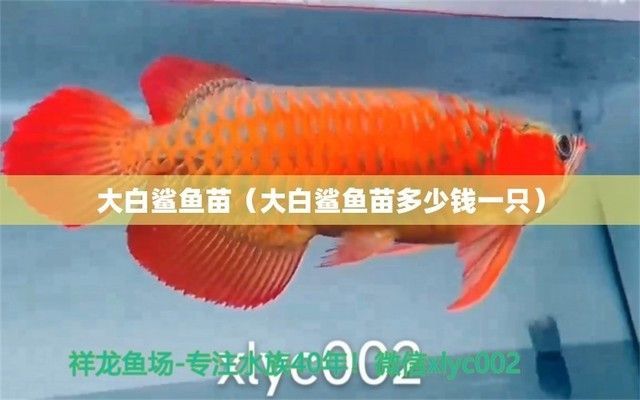 大白鯊魚苗常見疾病的預防：大白鯊魚苗常見疾病治療方法