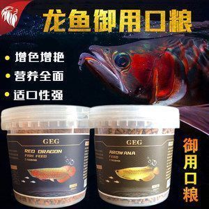 龍魚的藥用價值：龍魚喂食泥鰍的方法