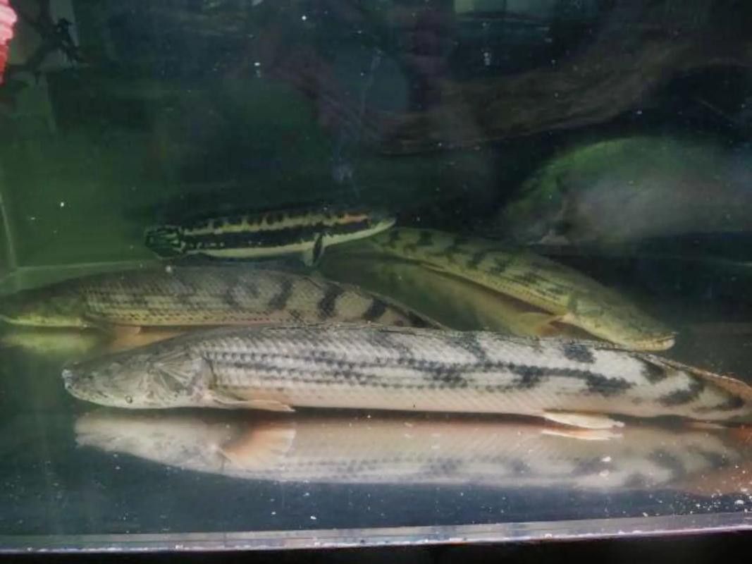 恐龍魚什么品種最大圖片