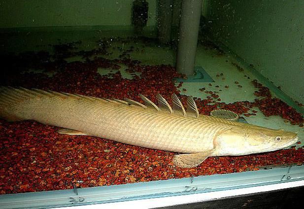 恐龍魚什么品種最大圖片