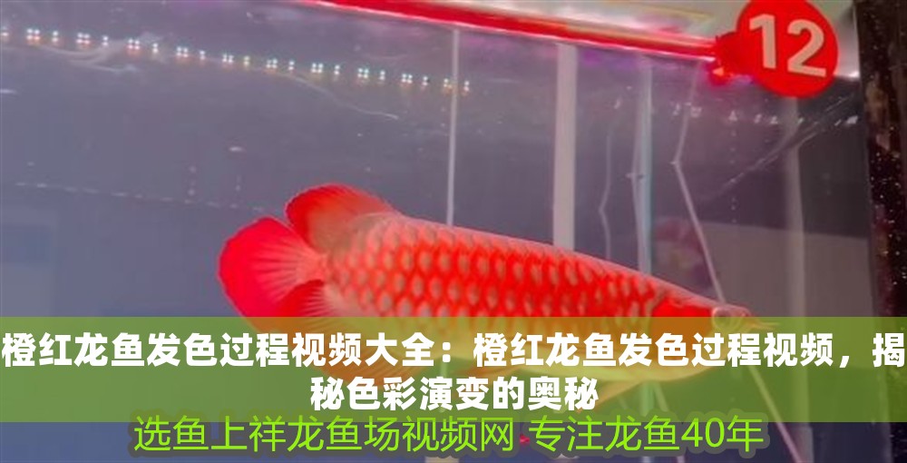橙紅龍魚發色過程視頻大全：橙紅龍魚發色過程視頻，揭秘色彩演變的奧秘