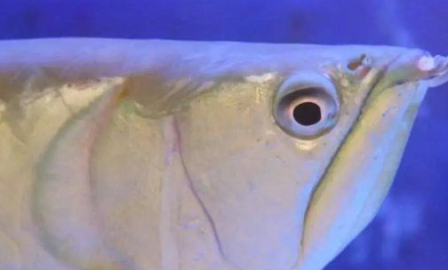 如何判斷銀龍魚是否潰爛？