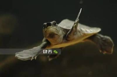 小豬鼻龜能和大龍魚一起養嗎(小豬鼻龜和大龍魚可以混養但需要注意一些事項以確保健康和安全) 龍魚百科 第4張 小豬鼻龜能和大龍魚一起養嗎(小豬鼻龜和大龍魚可以混養但需要注意一些事項以確保健康和安全) 小豬鼻龜能和大龍魚一起養嗎(小豬鼻龜和大龍魚可以混養但需要注意一些事項以確保健康和安全) 龍魚百科 第4張