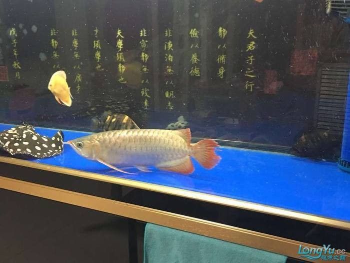 龍魚咬尾后如何處理傷口？