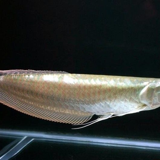 巨骨舌魚是金龍魚嗎