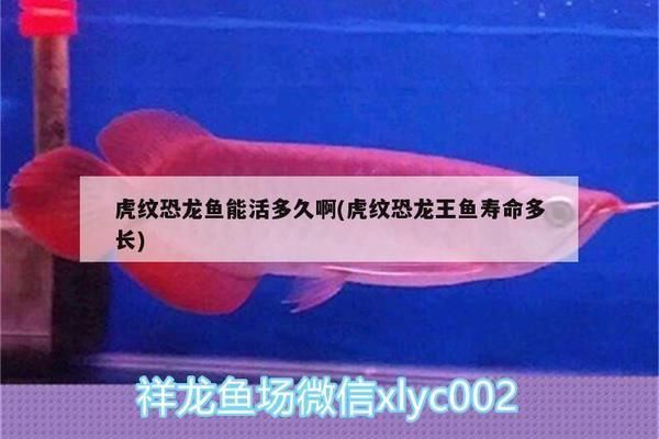 虎紋恐龍魚的壽命：虎紋恐龍魚最佳飼養環境,如何延長虎紋恐龍魚壽命