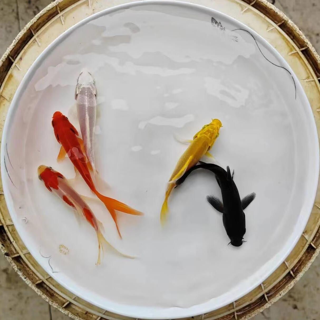 龍魚飼料魚用什么魚好養活