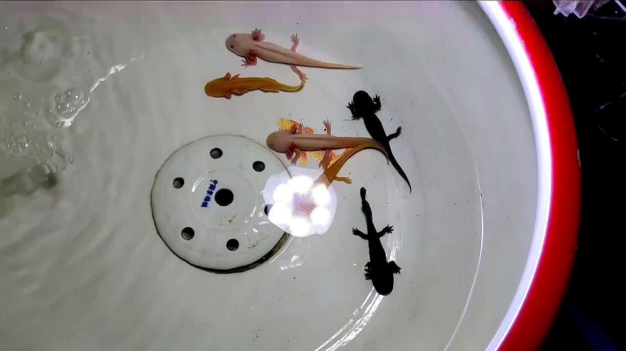 恐龍魚苗吃什么東西好養