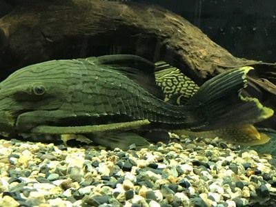 綠皮皇冠豹魚飼料品牌推薦（綠皮皇冠豹魚增色飼料選擇）