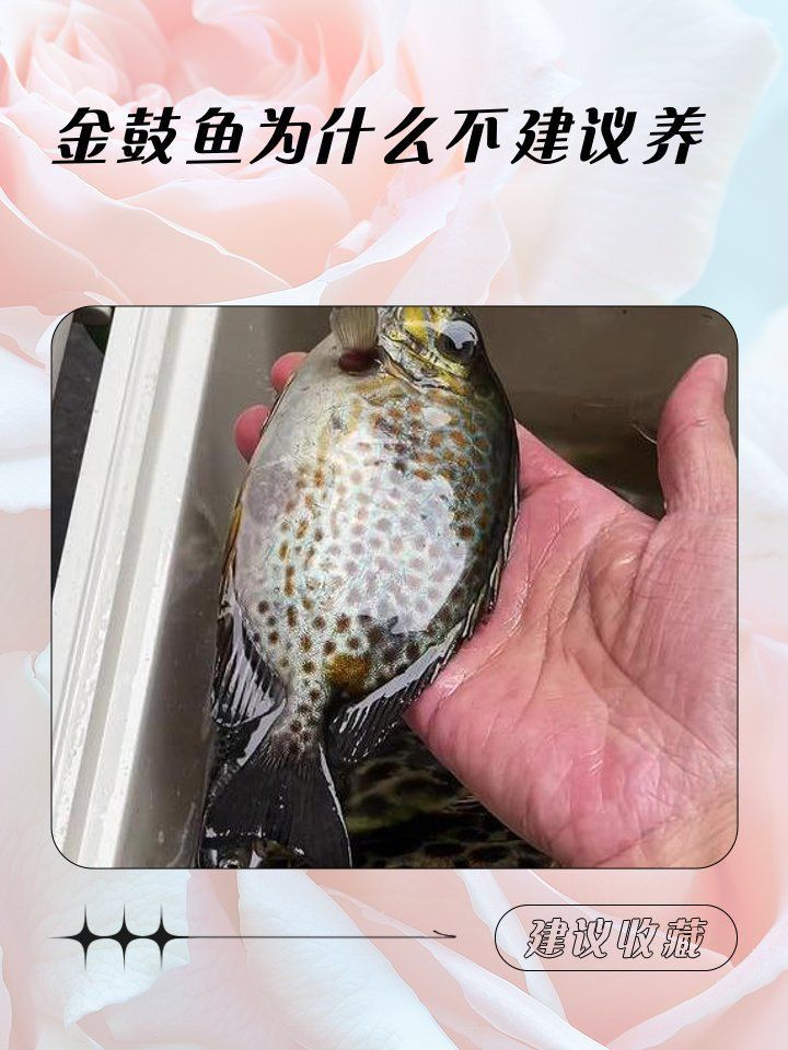 金老虎魚不能亂養