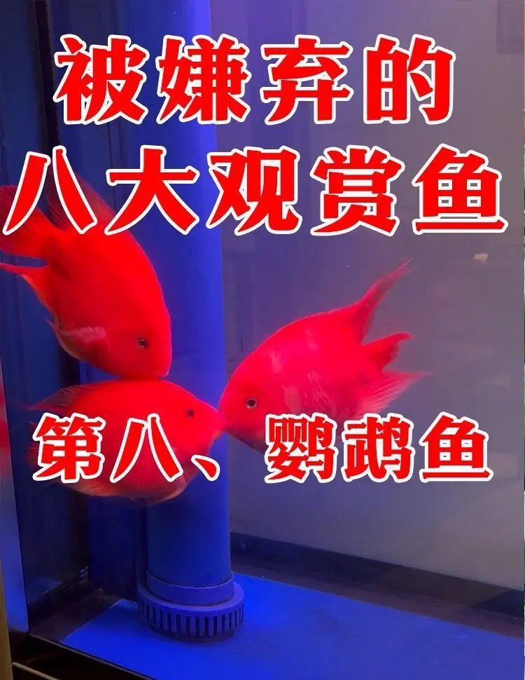 金老虎魚不能亂養