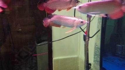 龍魚過背和高背有什么區別？：龍魚過背和高背哪個好，