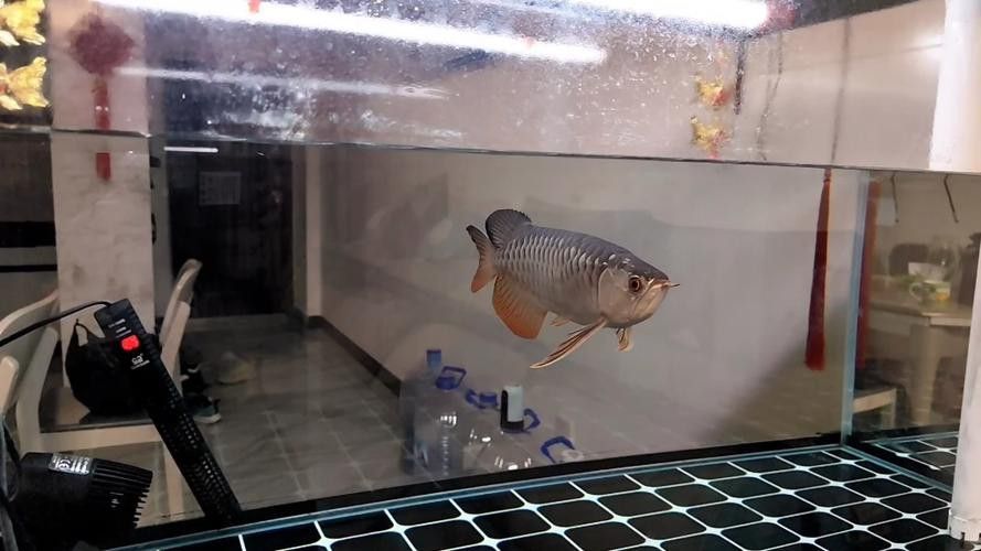 金龍魚這種魚好養嗎圖片 金龍魚這種魚好養嗎圖片 龍魚百科 第23張