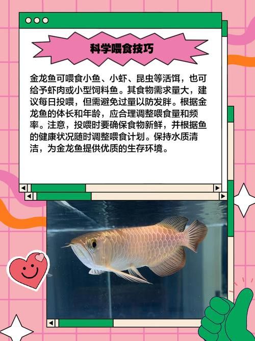 金龍魚這種魚好養嗎圖片 金龍魚這種魚好養嗎圖片 龍魚百科 第29張
