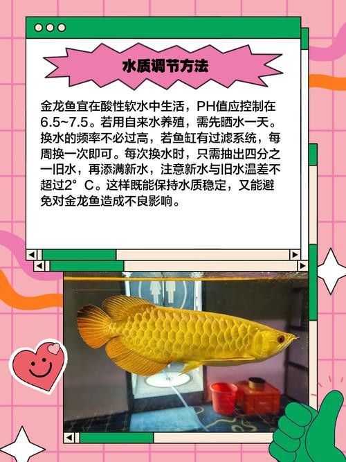 金龍魚這種魚好養嗎圖片 金龍魚這種魚好養嗎圖片 龍魚百科 第32張