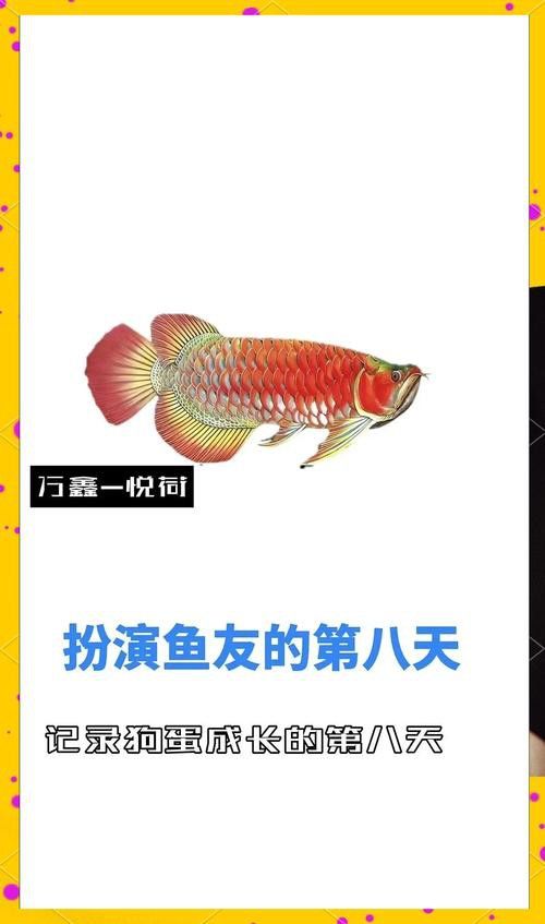 金龍魚這種魚好養嗎圖片 金龍魚這種魚好養嗎圖片 龍魚百科 第38張