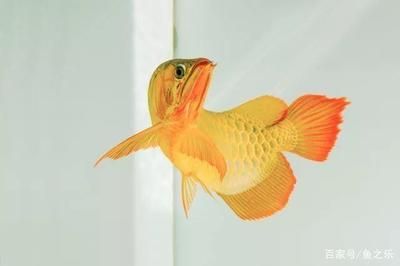 龍魚魚缸水位多少合適啊：養龍魚時魚缸水位高度應該控制在30-50厘米之間 龍魚魚缸水位多少合適啊：養龍魚時魚缸水位高度應該控制在30-50厘米之間 龍魚百科 第4張