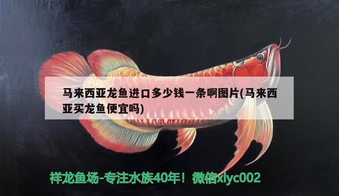 龍魚進口多少錢一條啊圖片大全：龍魚的進口價格是多少