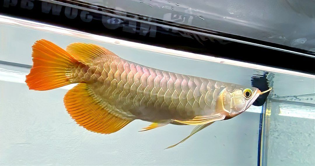 如何判斷龍魚立鱗病是否好轉(zhuǎn)？ 如何判斷龍魚立鱗病是否好轉(zhuǎn)？ 龍魚百科 第2張