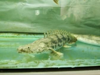 龍魚買回來15天不吃會死嗎為什么：龍魚買回來15天不吃東西會死嗎