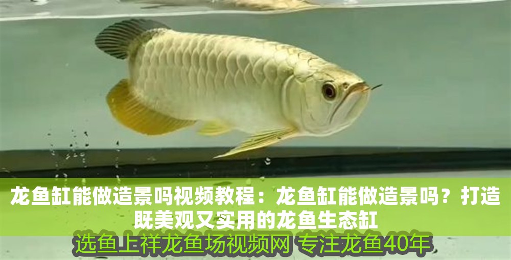 龍魚缸能做造景嗎視頻教程：龍魚缸能做造景嗎？打造既美觀又實(shí)用的龍魚生態(tài)缸