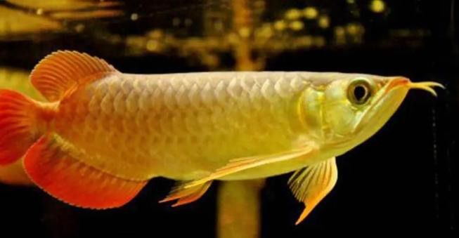 金龍魚和星點(diǎn)龍的區(qū)別圖片大全