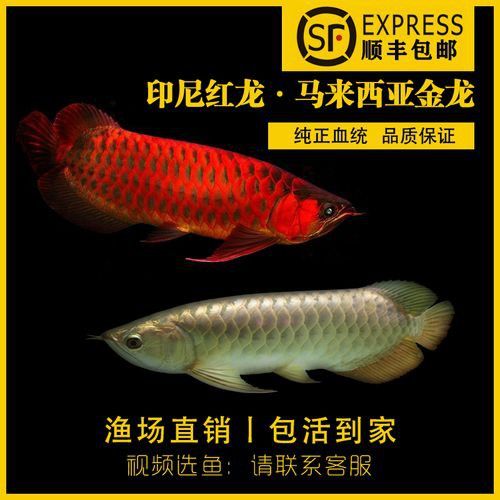 金龍魚和星點(diǎn)龍的區(qū)別圖片大全