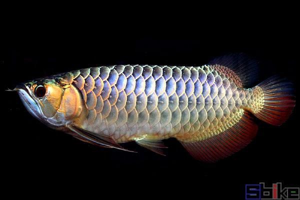 金龍魚和星點(diǎn)龍的區(qū)別圖片大全