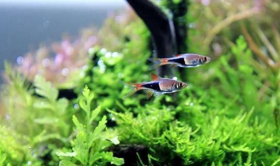 龍魚不吃東西會(huì)餓死嗎：龍魚不吃東西會(huì)餓死