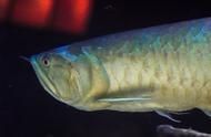 龍魚不吃東西會(huì)餓死嗎：龍魚不吃東西會(huì)餓死